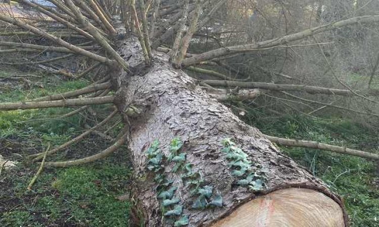 Abattage d'arbres  - Lyon - Julien Sellier Paysagiste