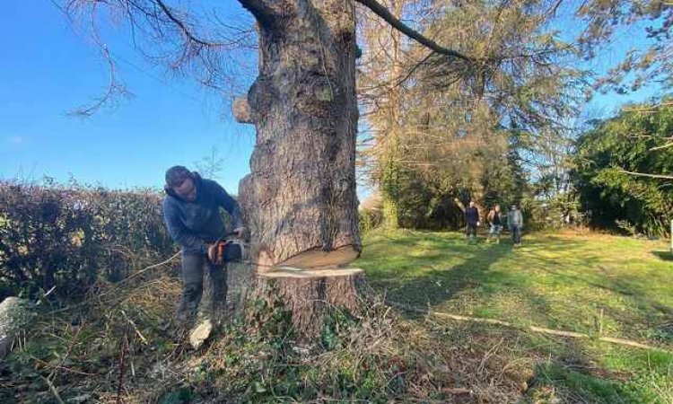 Abattage d'arbres  - Lyon - Julien Sellier Paysagiste