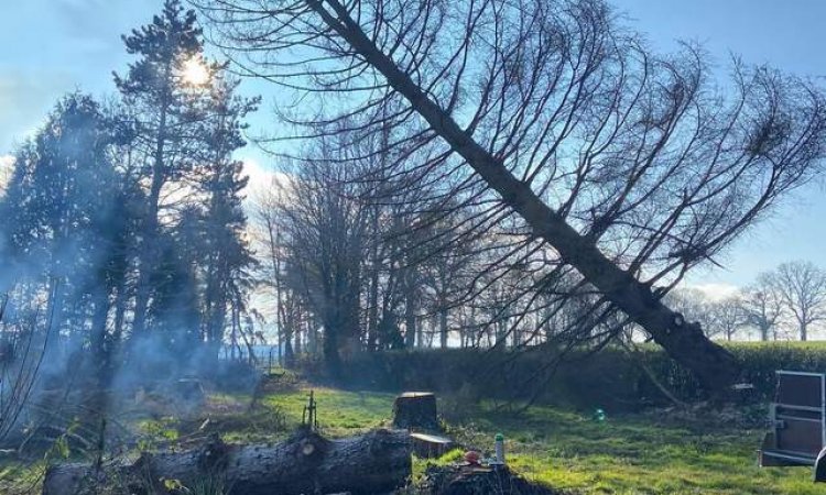 Abattage d'arbres  - Lyon - Julien Sellier Paysagiste